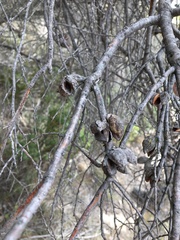 Hakea mitchellii