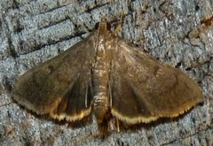 Rhectocraspeda periusalis