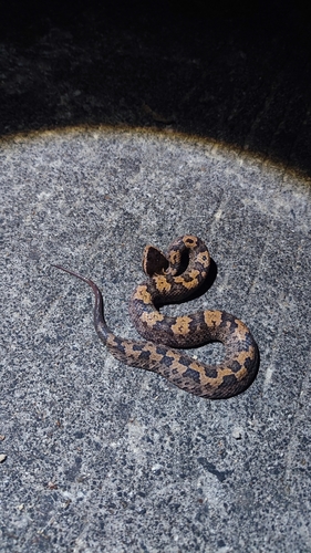 Tonkin Pit Viper