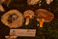 Tylopilus leucomycelinus