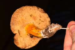 Tylopilus leucomycelinus