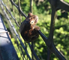 Dendropsophus marmoratus