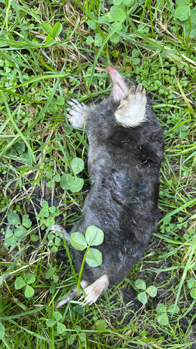 Townsend's Mole observed by presentsoflove