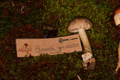 Amanita arocheae