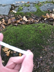 Bryopsida