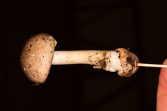Amanita arocheae