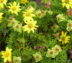 Lecocarpus pinnatifidus