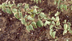 Waltheria ovata