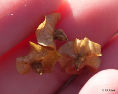 Lecocarpus pinnatifidus