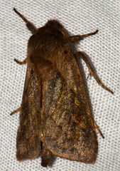 Bellura densa