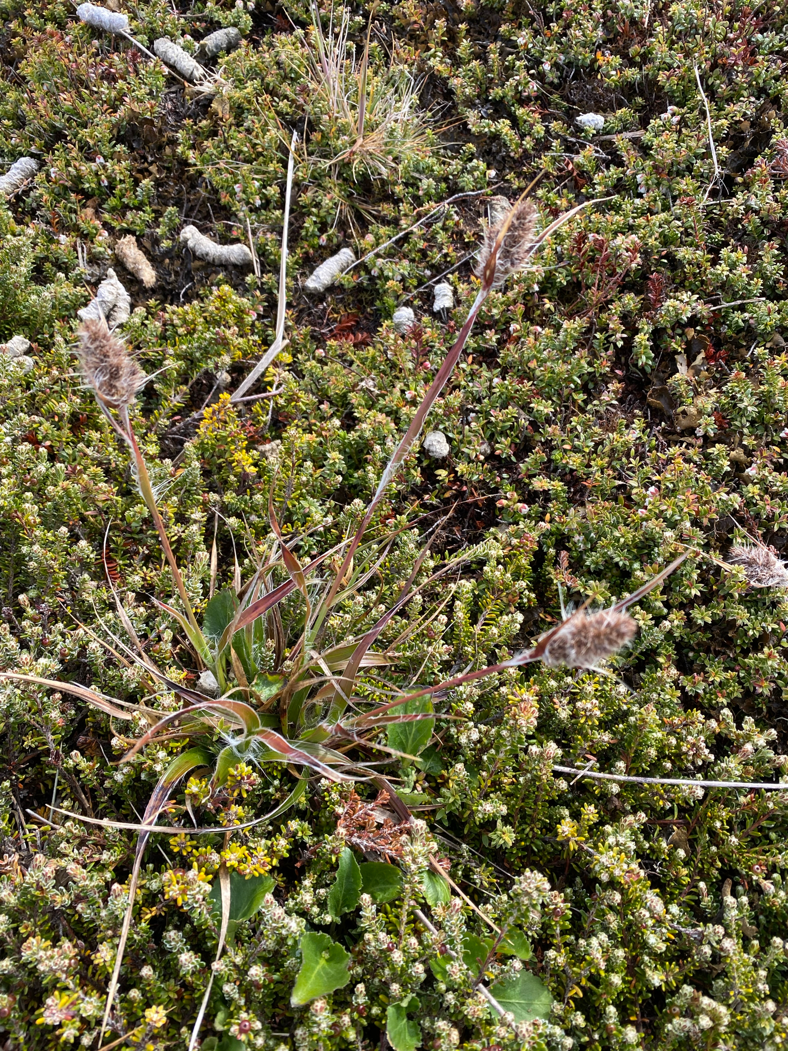 Native Wood-Rush (Luzula alopecurus)