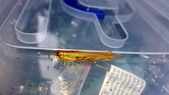 Stenacris vitreipennis