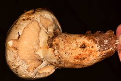Catathelasma