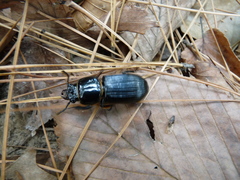 Odontotaenius disjunctus