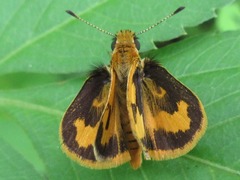 Taractrocera archias