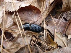 Odontotaenius disjunctus