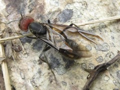 Camponotus singularis