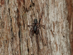 Battalus adamparsonsi