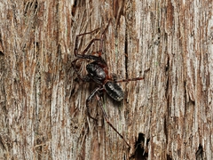 Battalus adamparsonsi