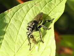 Laphria index
