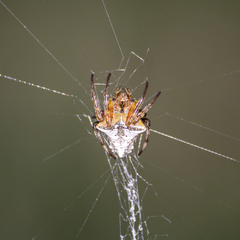 Verrucosa scapofracta