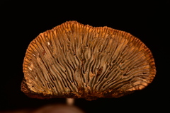 Gloeophyllum sepiarium image