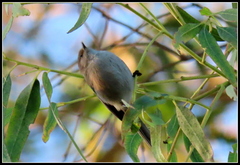 Psaltriparus minimus