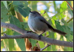 Psaltriparus minimus