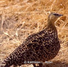 Pterocles gutturalis
