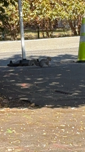 Eastern Gray Squirrel