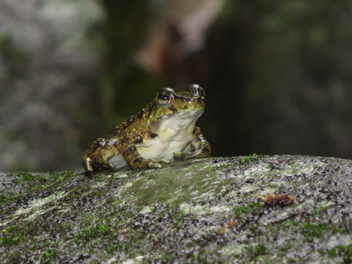 Hylodes cardosoi
