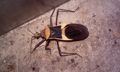 Zelurus circumcinctus