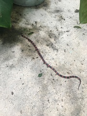 Geophis semidoliatus