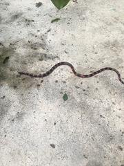 Geophis semidoliatus