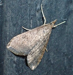 Crambidae