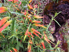Castilleja integrifolia