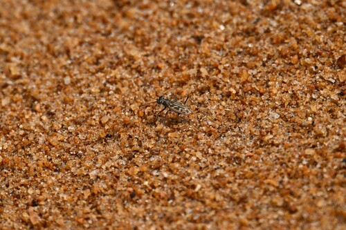 Habrodera nilotica