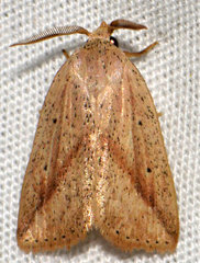 Amolita obliqua