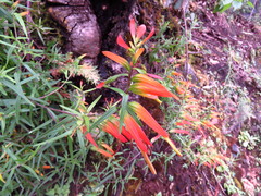 Castilleja integrifolia