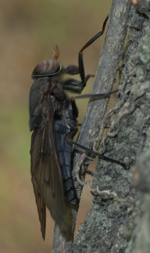 Tabanus proximus photo 4