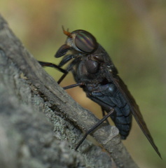 Tabanus proximus