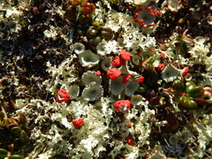 Cladonia borealis