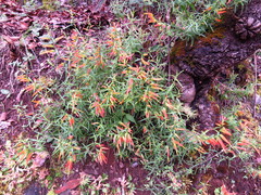 Castilleja integrifolia