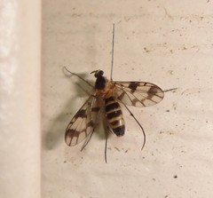 Proceroplatus elegans