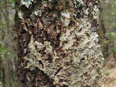 Lasionectria lecanodes