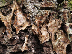 Lasionectria lecanodes