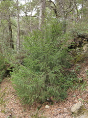 Picea martinezii