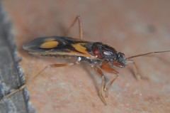 Rasahus thoracicus