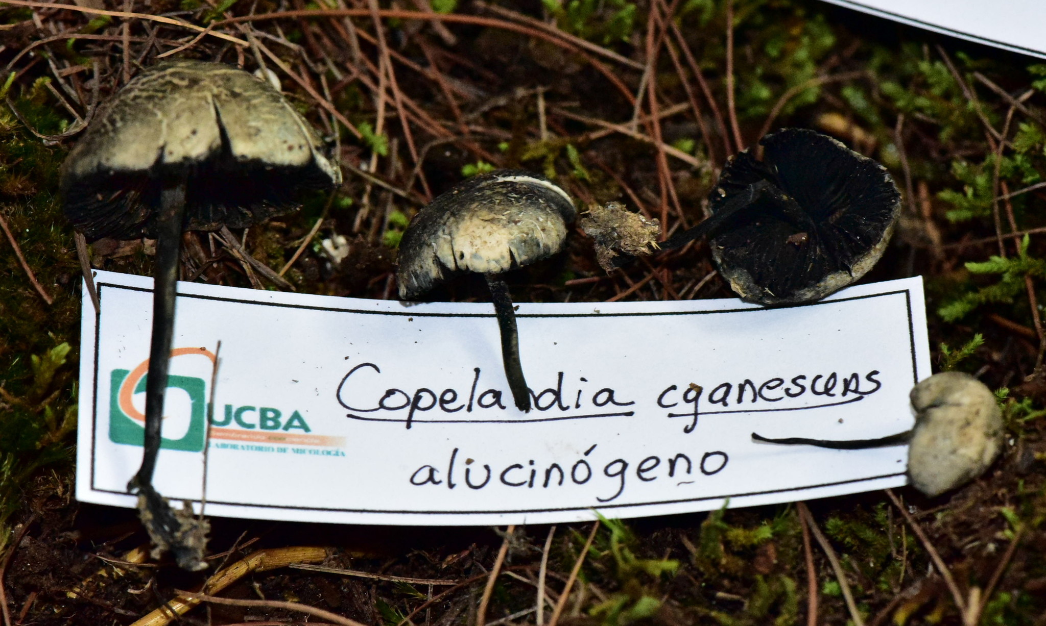 Panaeolus cyanescens image