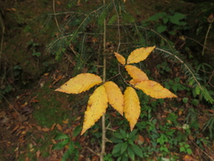 Fagus mexicana